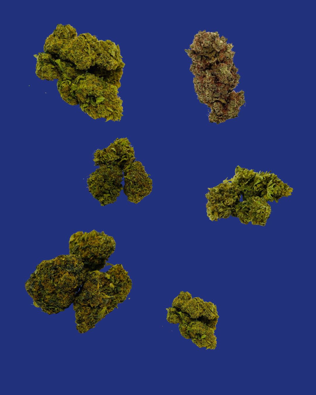 CBD-Blüten